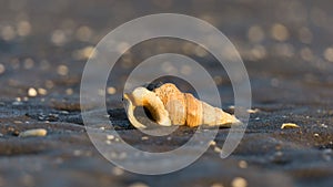 A seashell on Nudgee beach in Australia.