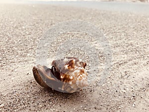 Seashell on the ocean beach
