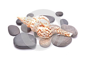 Seashell over group of stones on white background