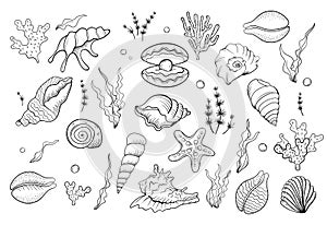 Seashell pearl line art. Summer time beach shell. Vector hand drawn seashell.