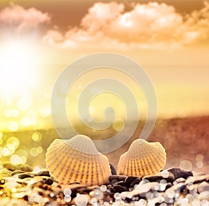 Seashell on pebbles beach