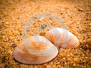 Natural seashells on the beach