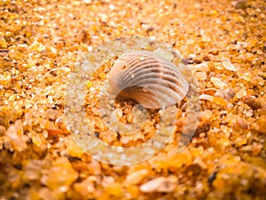 Natural seashells on the beach