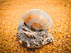 Natural seashells on the beach