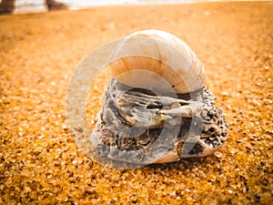 Natural seashells on the beach