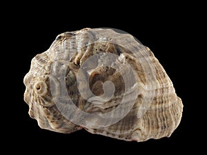 Seashell rapan isolated on a black background. Macro photography. Beautiful seashell close-up. Rapana is a genus of predatory