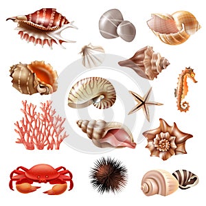 Seashell Realistic Set