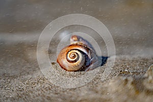 Seashell rests on sandy beach floor.