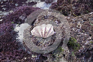 Seashell on a rock during lowtide, Nusa Lembongan, Bali, Indonesia photo
