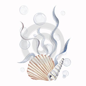 Seashell round and sea snail shell