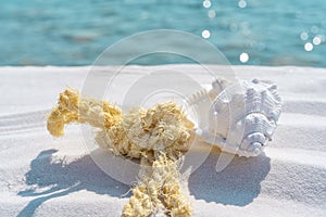 Seashell and sailor rope on a white sand and blue water background, space for text. Summer beach. Seashell on the sand.