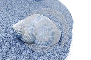 Seashell in the sand