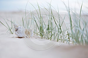 Seashell on sand