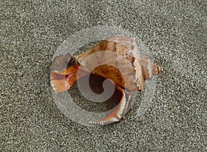 Seashell on the sand