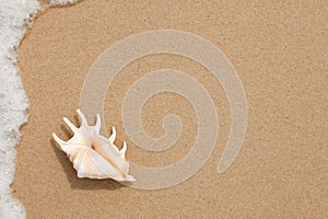 Seashell on the sand of beach