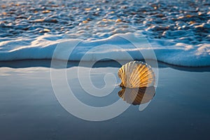 Seashell on sand beach close to the water at sunset. Tranquil scene, relaxation, vacations, nature concept