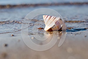 Seashell