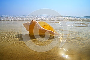 Seashell sand and ocean