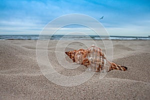 Seashell on the sand by the sea with a seagull