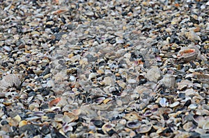 Seashell sand from shells, many different shells.