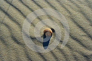 Seashell on the sand of a windy beach