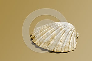 Seashell on a Sandstone Colored Background