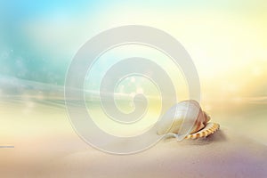 a seashell on a sandy beach with a bright sky in the background of the image is a blurry image of the ocean and the sand