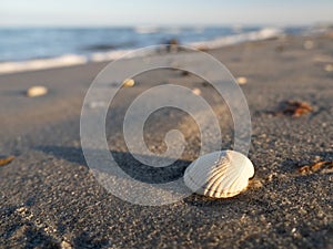 Seashell on a sandy beach in the evening sun