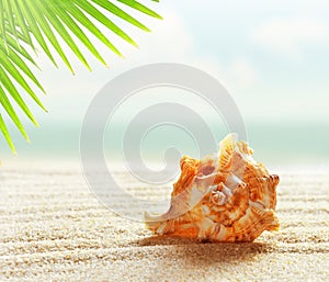 Seashell on the sandy beach and palm leaf