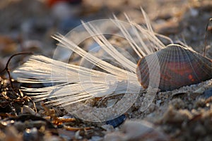 Seashell on the sandy Black Sea beach of Southern Ukraine.