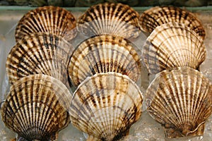 Seashell - Scallop