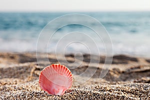 Seashell on sea sand beach