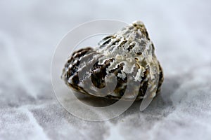 A close up on a sea shell on a marble surface. Lovely texture of the shell