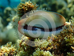 Seashell of sea snail Brown cowry or lurid cowrie (Luria lurida) close-up undersea, Aegean Sea