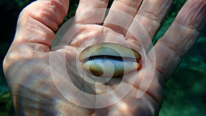 Seashell of sea snail Brown cowry or lurid cowrie (Luria lurida) on the hand of a diver, Aegean Sea