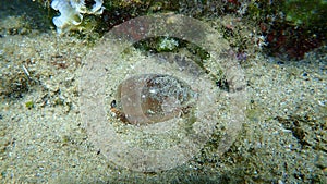 Seashell of sea snail Brown cowry or lurid cowrie (Luria lurida) undersea, Aegean Sea