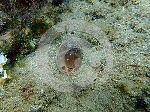 Seashell of sea snail Brown cowry or lurid cowrie (Luria lurida) undersea, Aegean Sea