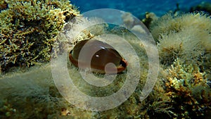 Seashell of sea snail Brown cowry or lurid cowrie (Luria lurida) undersea, Aegean Sea