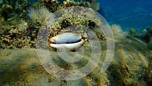 Seashell of sea snail Brown cowry or lurid cowrie (Luria lurida) undersea, Aegean Sea