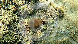 Seashell of sea snail Brown cowry or lurid cowrie (Luria lurida) undersea, Aegean Sea