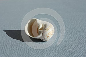 Seashell of sea snail colorful Atlantic moonsnail or colorful moonsnail, Naticarius canrena, on a blue background.