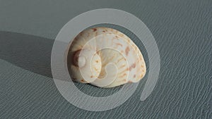 Seashell of sea snail colorful Atlantic moonsnail or colorful moonsnail, Naticarius canrena, on a blue background.