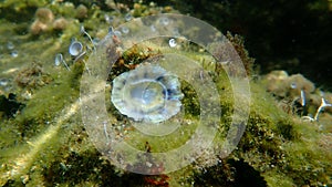 Seashell of sea snail common limpet or common European limpet Patella vulgata on sea bottom, Aegean Sea, Greece, Halkidiki