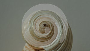 Seashell of sea snail giant tun or tun shell, giant Pacific tun (Tonna galea) on a blurred background