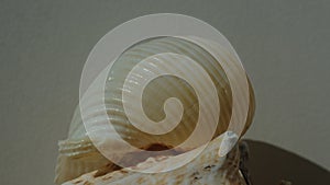 Seashell of sea snail giant tun or tun shell, giant Pacific tun (Tonna galea) on a blurred background