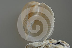 Seashell of sea snail giant tun or tun shell, giant Pacific tun (Tonna galea) on a blurred background