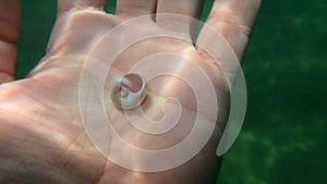 Seashell of sea snail Josephine`s moonsnail Neverita josephinia on the hand of a diver