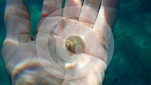 Seashell of sea snail Josephine's moonsnail (Neverita josephinia) on the hand of a diver, Aegean Sea