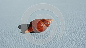 Seashell of sea snail tulip spindle snail or true tulip, tulip spindle shell, Fasciolaria tulipa, on a blue background.