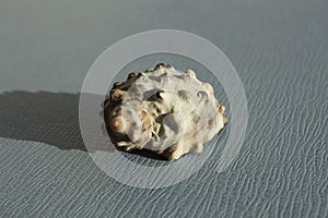 Seashell of sea snail widemouth rockshell or wide-mouthed purpura, wide-mouthed dye shell Plicopurpura patula on a blue background photo